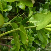 Syzygium fergusonii (Trimen) Gamble